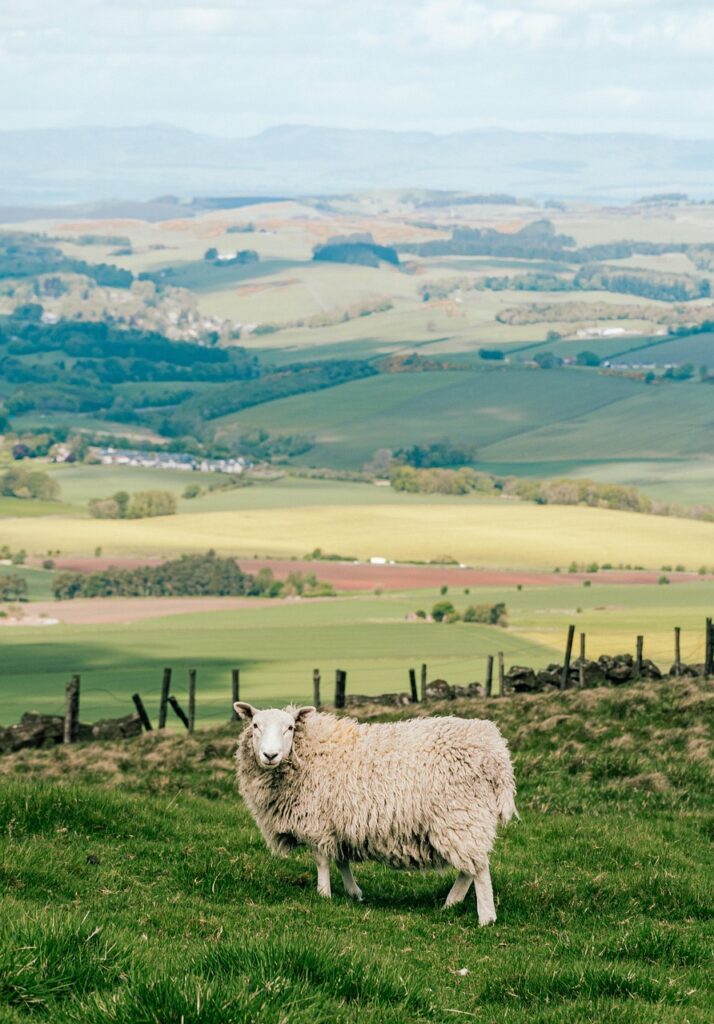 scotland, sheep, pasture, nature, grass, countryside, landscape, scotland, sheep, sheep, sheep, sheep, sheep