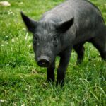 A curious black pig wanders in the vibrant greenery of Tarma, Junín, offering a lively glimpse of rural Peruvian fauna.
